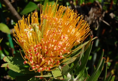 orange lodernde botanische Schönheit (Protea)