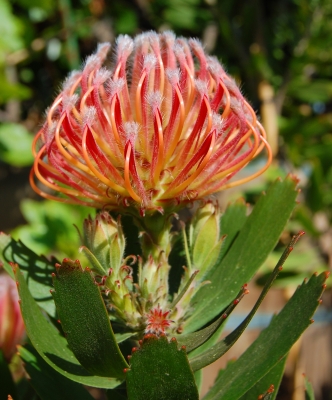 exotische Schönheit (Protea)