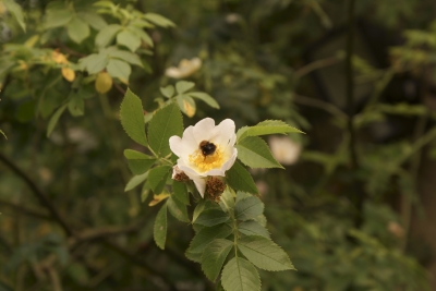 Blume und Biene