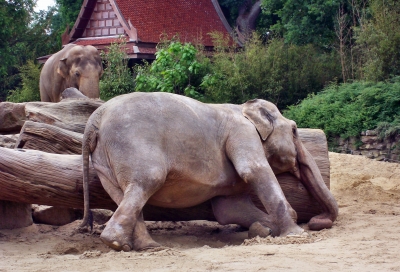 müder Elefant