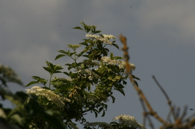 Holunderblüten