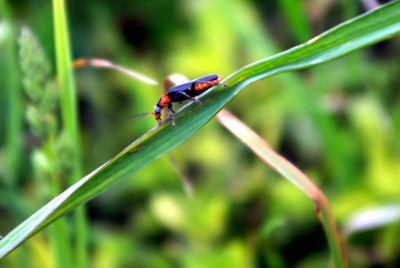 Leben im Gras 1