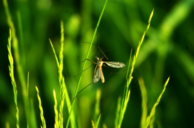 Leben im Gras 3