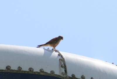 Turmfalke auf dem Silo