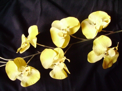 orchidee