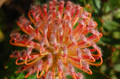 Protea in voller Blüte