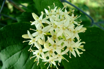 Weisse Blüten