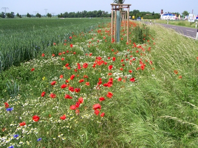 Schöner Straßenrand 6