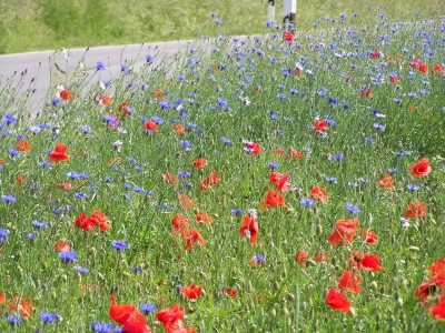 Mohnblumenrot und Korrnblumenblau