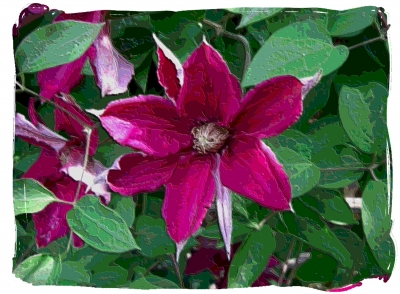 Rote Clematis