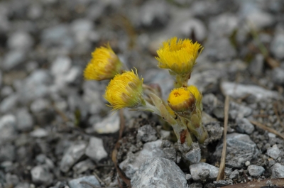 Huflattich (Tussilago farfara)