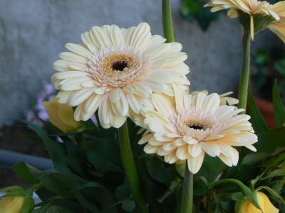 Blumenstrauß / Gerbera