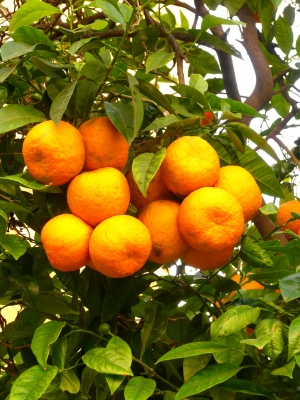 Orangenbaum