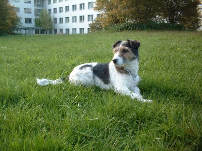 Foxterrier Daisy