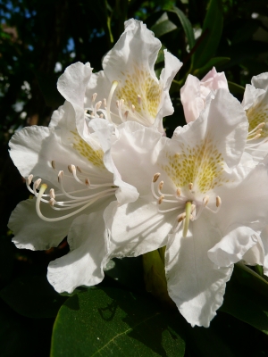 Weißer Rhododendron