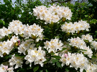 Rhododendron Blütenpracht