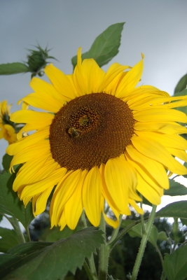 Sonnenblume und hummel