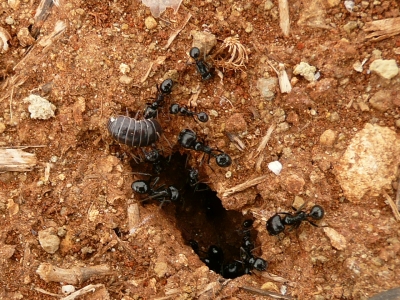 Ameisen mit fetter Beute