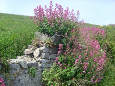 Blumenmauer