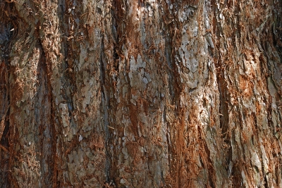 Textur Rinde Redwood