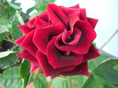 Englische Rose / 1
