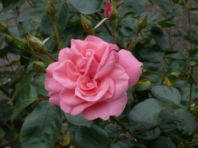 Rose