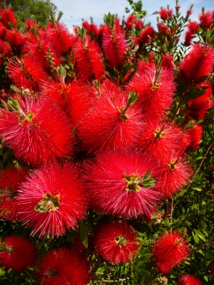 Rote exotische Blüten