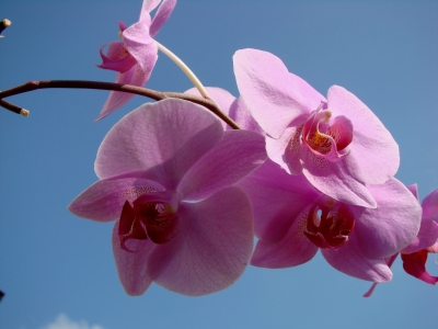 Orchidee rose 1