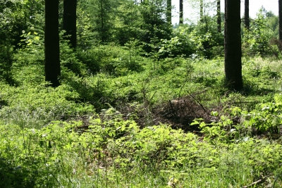 Frühlingswald 4
