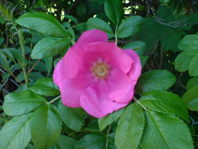 Blume pink