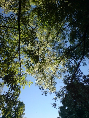 Bäume im Himmel