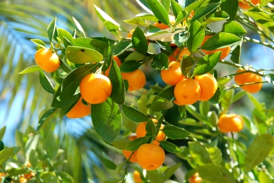 Zweig mit Apfelsinen