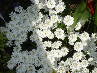 Blumen auf meiner Rabatte