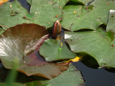 Gartenteich / 3