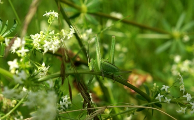 Leben im Gras 5