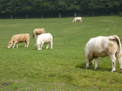 Kühe im Sauerland