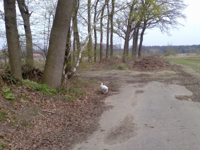 Spaziergang mit dem Hund