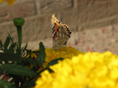 Distelfalter auf Studentenblume (Tagetes).