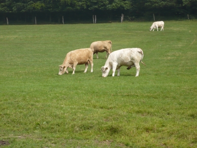 Kühe im Sauerland