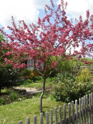 Baum in Nachbars Garten