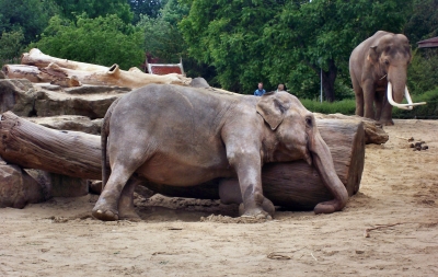 müder Elefant 2