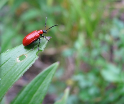 Lilienkäfer/Lilienhähnchen-2