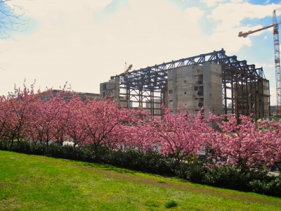 Sterbender Palast der Republik hinter Frühlingsblüte