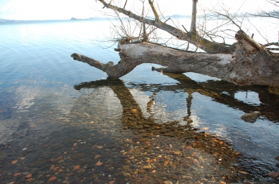 Baum im Wasser