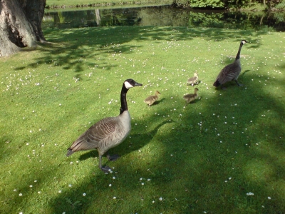 Enten/Gänse?Familie