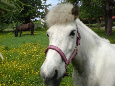 Pony