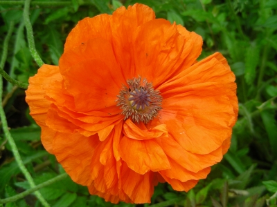 Mohn Papaveraceae