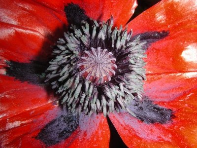 Mohn Papaveraceae