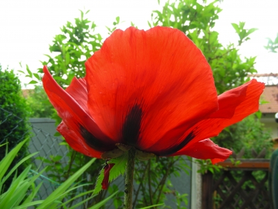 Mohn Papaveraceae  aus Insektensicht