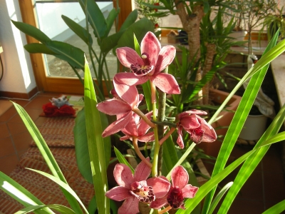 Orchidee Dendrobium amosmum